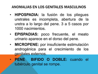 ANOMALIAS EN LOS GENITALES MASCULINOS
• HIPOSPADIA: la fusión de los pliegues
uretrales es incompleta, abertura de la
uretra a lo largo del pene. 3 a 5 casos por
1000 nacimientos.
• EPISPADIAS: poco frecuente, el meato
urinario aparece en el dorso del pene.
• MICROPENE: por insuficiente estimulación
androgénica para el crecimiento de los
genitales externos.
• PENE BIFIDO O DOBLE: cuando el
tubérculo genital se rompe.
 