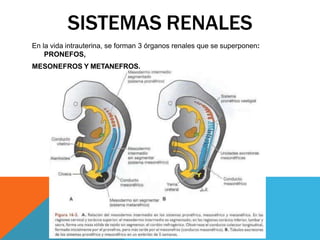 SISTEMAS RENALES
En la vida intrauterina, se forman 3 órganos renales que se superponen:
PRONEFOS,
MESONEFROS Y METANEFROS.
 