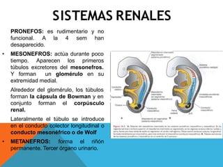 SISTEMAS RENALES
PRONEFOS: es rudimentario y no
funcional. A la 4 sem han
desaparecido.
• MESONEFROS: actúa durante poco
tiempo. Aparecen los primeros
túbulos excretores del mesonefros.
Y forman un glomérulo en su
extremidad medial.
Alrededor del glomérulo, los túbulos
forman la cápsula de Bowman y en
conjunto forman el corpúsculo
renal.
Lateralmente el túbulo se introduce
en el conducto colector longitudinal o
conducto mesonéfrico o de Wolf
• METANEFROS: forma el riñón
permanente. Tercer órgano urinario.
 