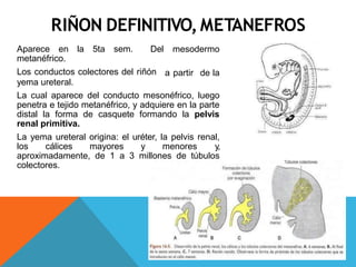RIÑON DEFINITIVO,METANEFROS
mesodermo
a partir de la
Aparece en la 5ta sem. Del
metanéfrico.
Los conductos colectores del riñón
yema ureteral.
La cual aparece del conducto mesonéfrico, luego
penetra e tejido metanéfrico, y adquiere en la parte
distal la forma de casquete formando la pelvis
renal primitiva.
La yema ureteral origina: el uréter, la pelvis renal,
los cálices mayores y menores y,
aproximadamente, de 1 a 3 millones de túbulos
colectores.
 