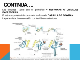 CONTINUA….
Los tubulillos junto con el glomérulo = NEFRONAS O UNIDADES
EXCRETORAS.
El extremo proximal de cada nefrona forma la CÁPSULA DE BOWMAN.
La parte distal tiene conexión con los túbulos colectores.
 