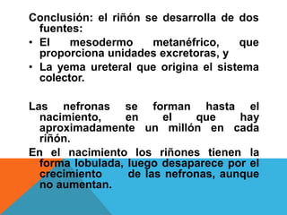Conclusión: el riñón se desarrolla de dos
fuentes:
• El mesodermo metanéfrico, que
proporciona unidades excretoras, y
• La yema ureteral que origina el sistema
colector.
Las nefronas se forman hasta el
nacimiento, en el que hay
aproximadamente un millón en cada
riñón.
En el nacimiento los riñones tienen la
forma lobulada, luego desaparece por el
crecimiento de las nefronas, aunque
no aumentan.
 