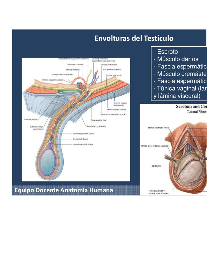 Anatomia Sistema urogenital