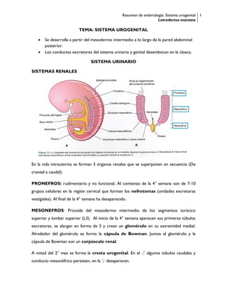 Resumen de embriología: Sistema urogenital
Latrodectus mactans
1
TEMA: SISTEMA UROGENITAL
 Se desarrolla a partir del mesodermo intermedio a lo largo de la pared abdominal
posterior.
 Los conductos excretores del sistema urinario y genital desembocan en la cloaca.
SISTEMA URINARIO
SISTEMAS RENALES
En la vida intrauterina se forman 3 órganos renales que se superponen en secuencia (De
craneal a caudal):
PRONEFROS: rudimentario y no funcional. Al comienzo de la 4° semana son de 7-10
grupos celulares en la región cervical que forman los nefrotomas (unidades excretoras
vestigiales). Al final de la 4° semana ha desaparecido.
MESONEFROS: Procede del mesodermo intermedio de los segmentos torácico
superior y lumbar superior (L3). Al inicio de la 4° semana aparecen sus primeros túbulos
excretores, se alargan en forma de S y crean un glomérulo en su extremidad medial.
Alrededor del glomérulo se forma la cápsula de Bowman. Juntos el glomérulo y la
cápsula de Bowman son un corpúsculo renal.
A mitad del 2° mes se forma la cresta urogenital. En el ♂ algunos túbulos caudales y
conducto mesonéfrico persisten, en la ♀ desaparecen.
 