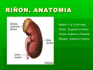 Sistema urogenital | PPT