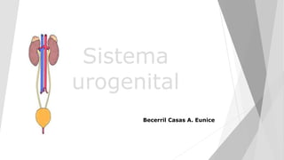 Sistema
urogenital
Becerril Casas A. Eunice
 