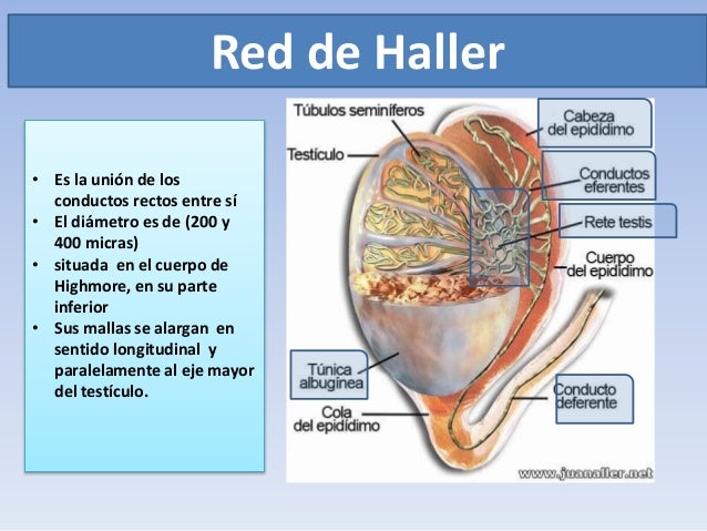 Sistema urogenital