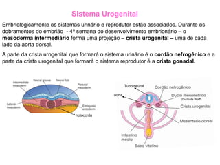 Embriologicamente os sistemas urinário e reprodutor estão associados. Durante os
dobramentos do embrião - 4ª semana do desenvolvimento embrionário – o
mesoderma intermediário forma uma projeção – crista urogenital – uma de cada
lado da aorta dorsal.
A parte da crista urogenital que formará o sistema urinário é o cordão nefrogênico e a
parte da crista urogenital que formará o sistema reprodutor é a crista gonadal.
notocorda
Sistema Urogenital
aorta
Tubo neural
(Ducto de Wolff)
 