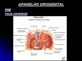 APARELHO UROGENITAL
RIM
FACE ANTERIOR
 