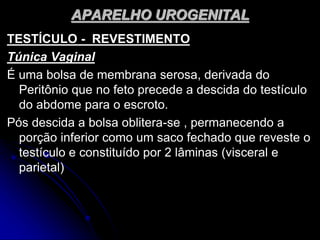 APARELHO UROGENITAL
TESTÍCULO - REVESTIMENTO
Túnica Vaginal
É uma bolsa de membrana serosa, derivada do
Peritônio que no feto precede a descida do testículo
do abdome para o escroto.
Pós descida a bolsa oblitera-se , permanecendo a
porção inferior como um saco fechado que reveste o
testículo e constituído por 2 lâminas (visceral e
parietal)
 