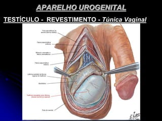 APARELHO UROGENITAL
TESTÍCULO - REVESTIMENTO - Túnica Vaginal
 