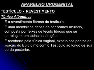APARELHO UROGENITAL
TESTÍCULO - REVESTIMENTO
Túnica Albugínea
É o revestimento fibroso do testículo.
É uma membrana densa de cor branco azulado,
composta por feixes de tecido fibroso que se
entrelaçam em todas as direções.
É recoberta pela túnica vaginal, exceto nos pontos de
ligação do Epidídimo com o Testículo ao longo de sua
borda posterior.
 