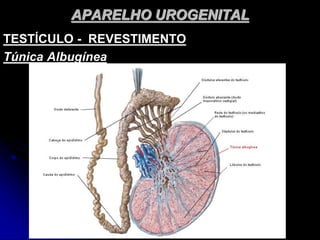 APARELHO UROGENITAL
TESTÍCULO - REVESTIMENTO
Túnica Albugínea
 