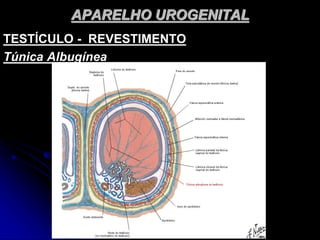APARELHO UROGENITAL
TESTÍCULO - REVESTIMENTO
Túnica Albugínea
 