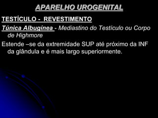 APARELHO UROGENITAL
TESTÍCULO - REVESTIMENTO
Túnica Albugínea - Mediastino do Testículo ou Corpo
de Highmore
Estende –se da extremidade SUP até próximo da INF
da glândula e é mais largo superiormente.
 