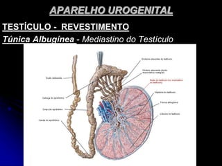 APARELHO UROGENITAL
TESTÍCULO - REVESTIMENTO
Túnica Albugínea - Mediastino do Testículo
 