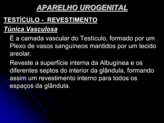 APARELHO UROGENITAL
TESTÍCULO - REVESTIMENTO
Túnica Vasculosa
É a camada vascular do Testículo, formado por um
Plexo de vasos sanguíneos mantidos por um tecido
areolar.
Reveste a superfície interna da Albugínea e os
diferentes septos do interior da glândula, formando
assim um revestimento interno para todos os
espaços da glândula.
 