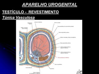 APARELHO UROGENITAL
TESTÍCULO - REVESTIMENTO
Túnica Vasculosa
 