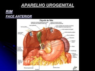 APARELHO UROGENITAL
RIM
FACE ANTERIOR
 