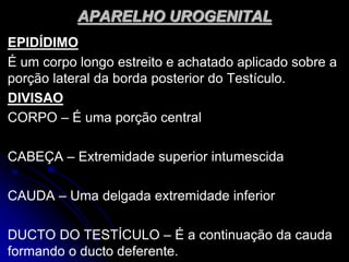 APARELHO UROGENITAL
EPIDÍDIMO
É um corpo longo estreito e achatado aplicado sobre a
porção lateral da borda posterior do Testículo.
DIVISAO
CORPO – É uma porção central
CABEÇA – Extremidade superior intumescida
CAUDA – Uma delgada extremidade inferior
DUCTO DO TESTÍCULO – É a continuação da cauda
formando o ducto deferente.
 