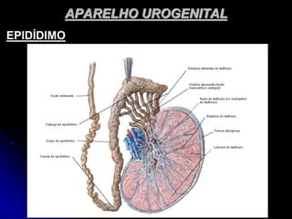 APARELHO UROGENITAL
EPIDÍDIMO
 