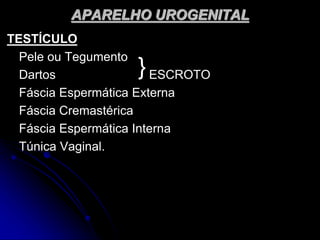 APARELHO UROGENITAL
TESTÍCULO
Pele ou Tegumento
Dartos ESCROTO
Fáscia Espermática Externa
Fáscia Cremastérica
Fáscia Espermática Interna
Túnica Vaginal.
}
 