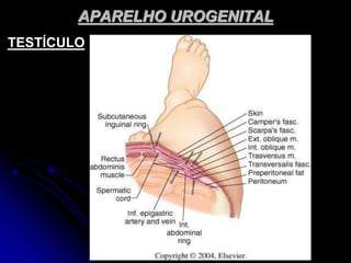 APARELHO UROGENITAL
TESTÍCULO
 