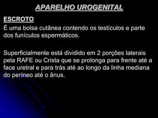 APARELHO UROGENITAL
ESCROTO
É uma bolsa cutânea contendo os testículos e parte
dos funículos espermáticos.
Superficialmente está dividido em 2 porções laterais
pela RAFE ou Crista que se prolonga para frente até a
face uretral e para trás até ao longo da linha mediana
do períneo até o ânus.
 
