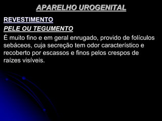 APARELHO UROGENITAL
REVESTIMENTO
PELE OU TEGUMENTO
É muito fino e em geral enrugado, provido de folículos
sebáceos, cuja secreção tem odor característico e
recoberto por escassos e finos pelos crespos de
raízes visíveis.
 