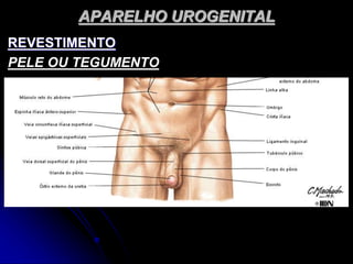 APARELHO UROGENITAL
REVESTIMENTO
PELE OU TEGUMENTO
 