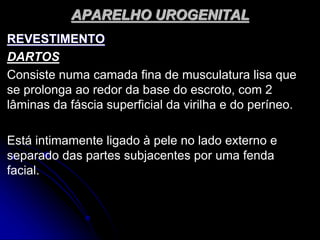 APARELHO UROGENITAL
REVESTIMENTO
DARTOS
Consiste numa camada fina de musculatura lisa que
se prolonga ao redor da base do escroto, com 2
lâminas da fáscia superficial da virilha e do períneo.
Está intimamente ligado à pele no lado externo e
separado das partes subjacentes por uma fenda
facial.
 