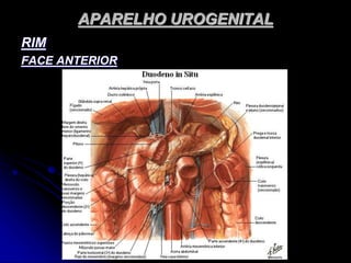 APARELHO UROGENITAL
RIM
FACE ANTERIOR
 