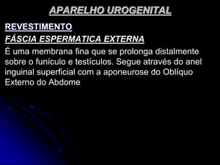 APARELHO UROGENITAL
REVESTIMENTO
FÁSCIA ESPERMATICA EXTERNA
É uma membrana fina que se prolonga distalmente
sobre o funículo e testículos. Segue através do anel
inguinal superficial com a aponeurose do Oblíquo
Externo do Abdome
 