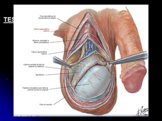 APARELHO UROGENITAL
TESTÍCULO
 