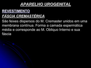 APARELHO UROGENITAL
REVESTIMENTO
FÁSCIA CREMASTÉRICA
São feixes dispersos do M. Cremaster unidos em uma
membrana contínua. Forma a camada espermática
média e corresponde ao M. Obliquo Interno e sua
fáscia
 