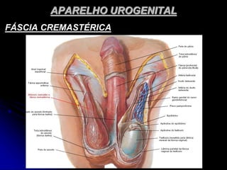 APARELHO UROGENITAL
FÁSCIA CREMASTÉRICA
 