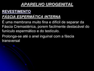 APARELHO UROGENITAL
REVESTIMENTO
FÁSCIA ESPERMÁTICA INTERNA
É uma membrana muito fina e difícil de separar da
Fáscia Cremastérica, porem facilmente destacável do
funículo espermático e do testículo.
Prolonga-se até o anel inguinal com a fáscia
transversal
 