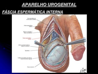 APARELHO UROGENITAL
FÁSCIA ESPERMÁTICA INTERNA
 