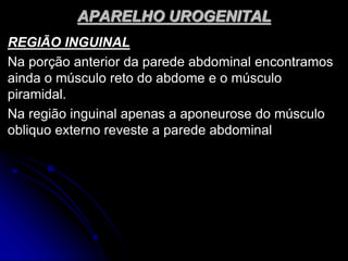 APARELHO UROGENITAL
REGIÃO INGUINAL
Na porção anterior da parede abdominal encontramos
ainda o músculo reto do abdome e o músculo
piramidal.
Na região inguinal apenas a aponeurose do músculo
obliquo externo reveste a parede abdominal
 