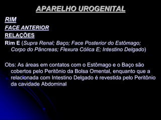 APARELHO UROGENITAL
RIM
FACE ANTERIOR
RELAÇÕES
Rim E (Supra Renal; Baço; Face Posterior do Estômago;
Corpo do Pâncreas; Flexura Cólica E; Intestino Delgado)
Obs: As áreas em contatos com o Estômago e o Baço são
cobertos pelo Peritônio da Bolsa Omental, enquanto que a
relacionada com Intestino Delgado é revestida pelo Peritônio
da cavidade Abdominal
 