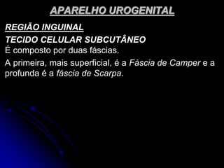 APARELHO UROGENITAL
REGIÃO INGUINAL
TECIDO CELULAR SUBCUTÂNEO
É composto por duas fáscias.
A primeira, mais superficial, é a Fáscia de Camper e a
profunda é a fáscia de Scarpa.
 