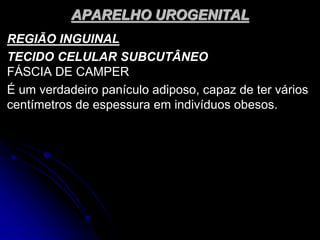 APARELHO UROGENITAL
REGIÃO INGUINAL
TECIDO CELULAR SUBCUTÂNEO
FÁSCIA DE CAMPER
É um verdadeiro panículo adiposo, capaz de ter vários
centímetros de espessura em indivíduos obesos.
 