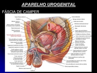 APARELHO UROGENITAL
FÁSCIA DE CAMPER
 