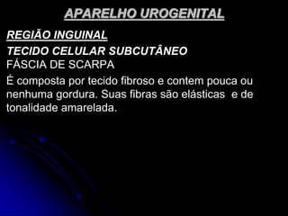 APARELHO UROGENITAL
REGIÃO INGUINAL
TECIDO CELULAR SUBCUTÂNEO
FÁSCIA DE SCARPA
É composta por tecido fibroso e contem pouca ou
nenhuma gordura. Suas fibras são elásticas e de
tonalidade amarelada.
 