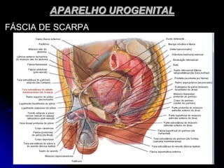 APARELHO UROGENITAL
FÁSCIA DE SCARPA
 