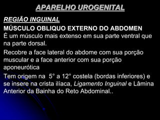 APARELHO UROGENITAL
REGIÃO INGUINAL
MÚSCULO OBLIQUO EXTERNO DO ABDOMEN
É um músculo mais extenso em sua parte ventral que
na parte dorsal.
Recobre a face lateral do abdome com sua porção
muscular e a face anterior com sua porção
aponeurótica
Tem origem na 5° a 12° costela (bordas inferiores) e
se insere na crista ilíaca, Ligamento Inguinal e Lâmina
Anterior da Bainha do Reto Abdominal..
 