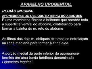 APARELHO UROGENITAL
REGIÃO INGUINAL
APONEUROSE DO OBLIQUO EXTERNO DO ABDOMEN
É uma membrana fibrosa e brilhante que recobre toda
a superfície ventral do abdome, contribuindo para
formar a bainha do m. reto do abdome
As fibras dos dois m. oblíquos externos se entrelaçam
na linha mediana para formar a linha alba.
A porção medial da parte inferior da aponeurose
termina em uma borda tendínea denominada
Ligamento Inguinal.
 