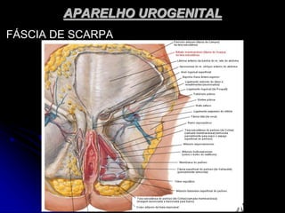 APARELHO UROGENITAL
FÁSCIA DE SCARPA
 