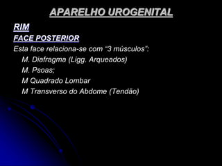 APARELHO UROGENITAL
RIM
FACE POSTERIOR
Esta face relaciona-se com “3 músculos”:
M. Diafragma (Ligg. Arqueados)
M. Psoas;
M Quadrado Lombar
M Transverso do Abdome (Tendão)
 