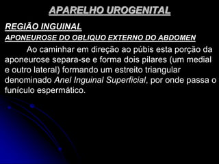 APARELHO UROGENITAL
REGIÃO INGUINAL
APONEUROSE DO OBLIQUO EXTERNO DO ABDOMEN
Ao caminhar em direção ao púbis esta porção da
aponeurose separa-se e forma dois pilares (um medial
e outro lateral) formando um estreito triangular
denominado Anel Inguinal Superficial, por onde passa o
funículo espermático.
 